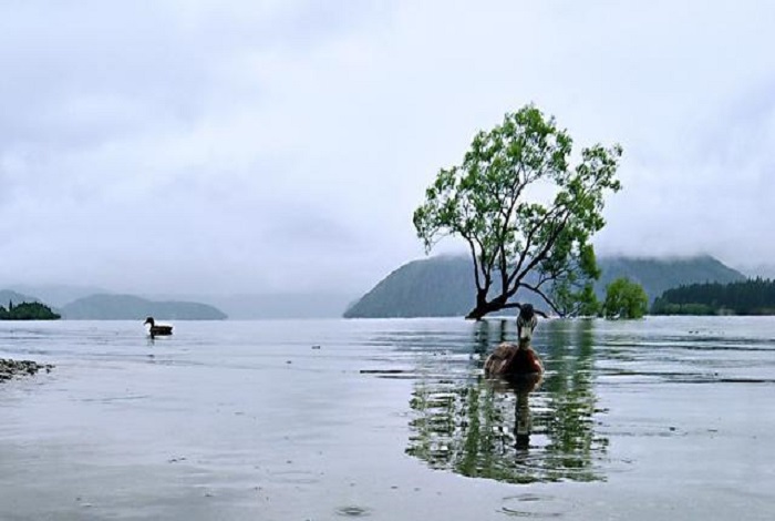 瓦纳卡被称为南岛天堂小镇。这座湖畔小镇有着悠闲缓慢的生活方式和节奏，沿湖而建的小院子有着繁花盛开的一角。一棵孤独的长在瓦纳卡湖中的树，2014年新西兰摄影师对于这颗树的拍摄，赢得了新西兰当年的最佳风景照。这棵树常常人来人往，最终成为了众所周知的网红树。