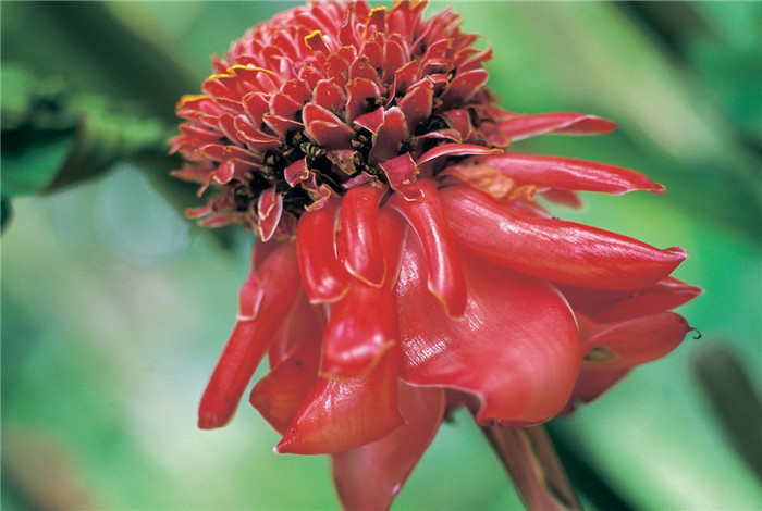 欢迎来到弗雷克植物园，澳大利亚唯一一座湿热带植物园。 在弗雷克植物园，这里的藏品反映了他们的热带多样性，还有来自东南亚、南美和非洲的溪流丛林植物，非常适应凯恩斯那温暖潮湿的时候。