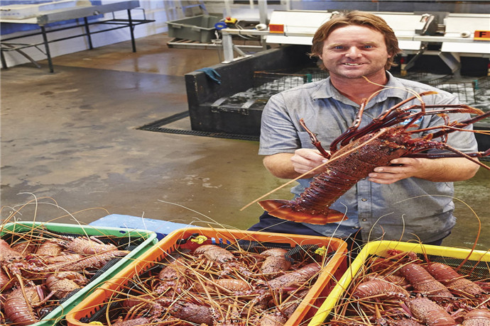 塞万提斯以出产高品质龙虾而闻名，很多出口中国的澳洲龙虾就来自于这一带。龙虾工厂毗邻风景优美的珊瑚海岸，是西澳大利亚州最大的龙虾工厂，工厂由汤普森家族（Thompson）经营。