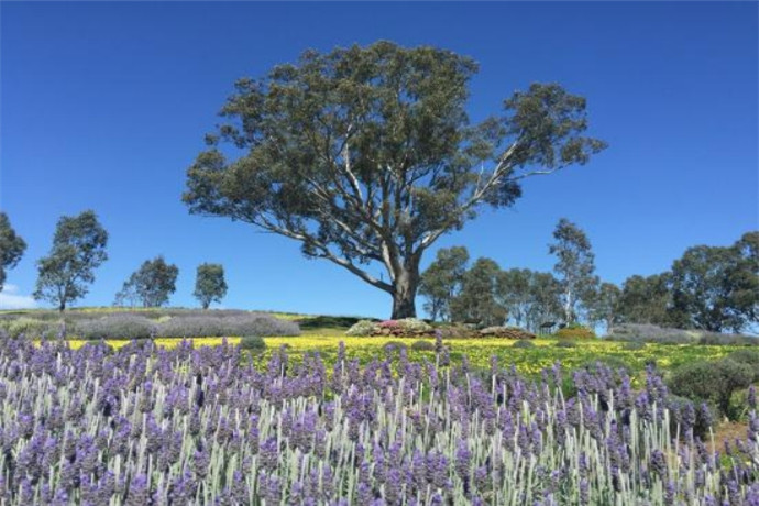 林道薰衣草农场位于南澳大利亚州最知名的葡萄酒产区芭萝莎谷内的小镇林道，距离南澳大利亚州首府阿德莱德约60公里车程。每年的八月至一月末，林道薰衣草农场会迎来薰衣草的开花季，汇集90余种薰衣草色彩绚丽.